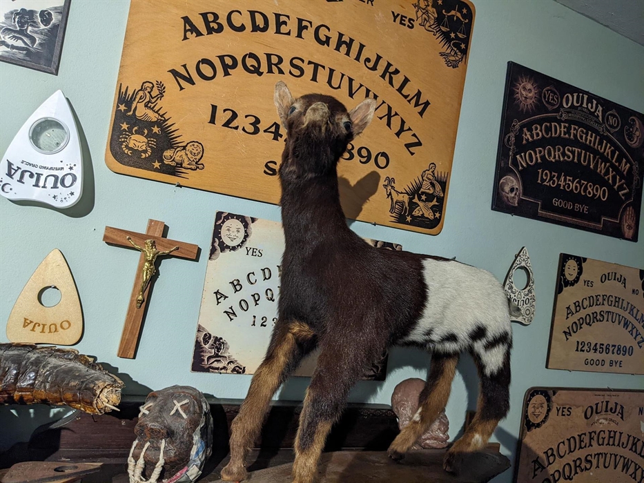 Ouija goat