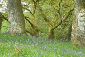 Bluebells