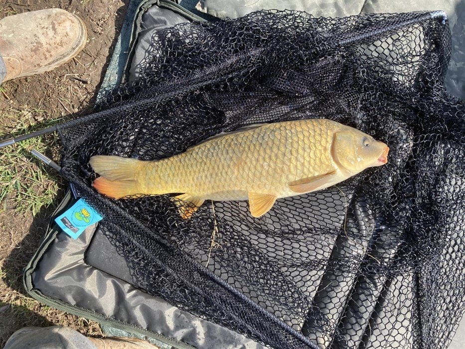 A nice little carp