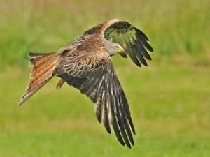 Gigrin Red Kite Feeding Centre