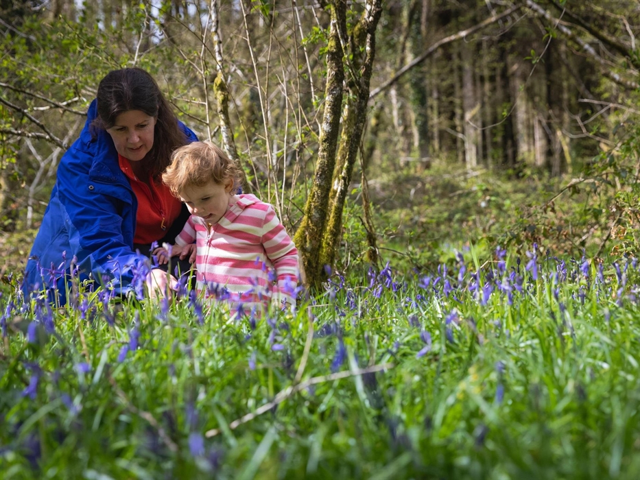 Cwm Rhaeadr Woodland