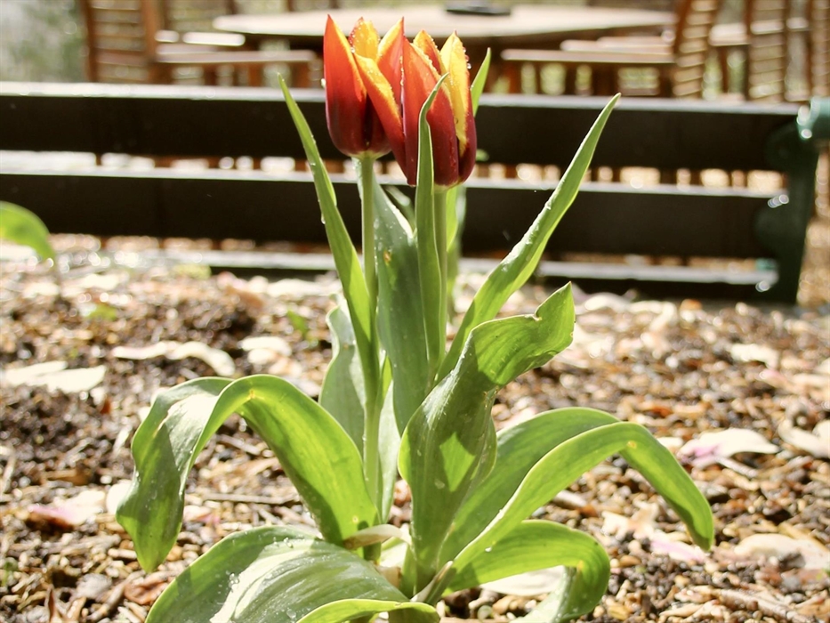 Spring garden at Coedfa