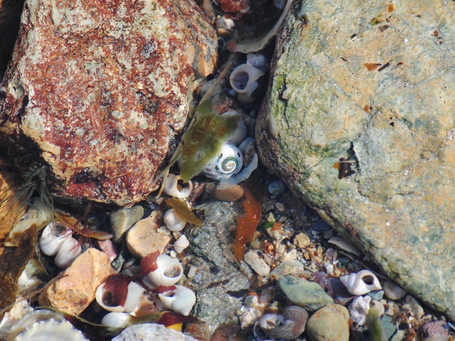 As the tide goes out, one of many rock pools are revealed at Abereiddy beach. Beautiful clear water displays a microcosm of colourful pebbles, seashel