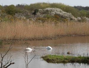 Welsh Wildlife Centre