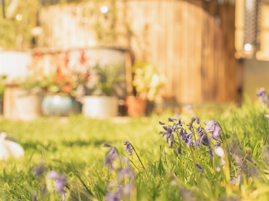 Wildflowers in the garden