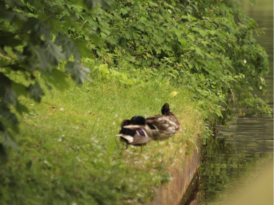 A pair of Ducks preening their feathers as they relax canal side.