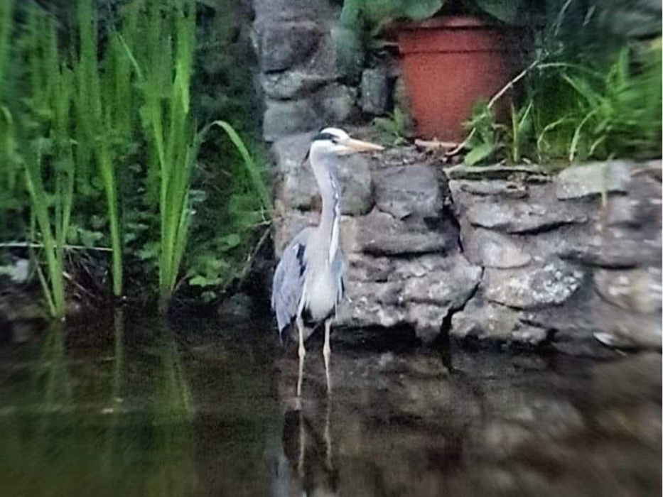 A Llangollen canal side view of a visiting Crane.