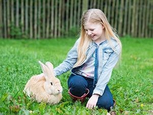 Giant Rabbit Walkthrough