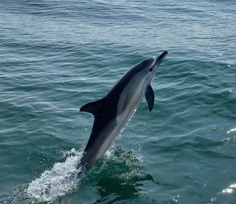 Common Dolphin