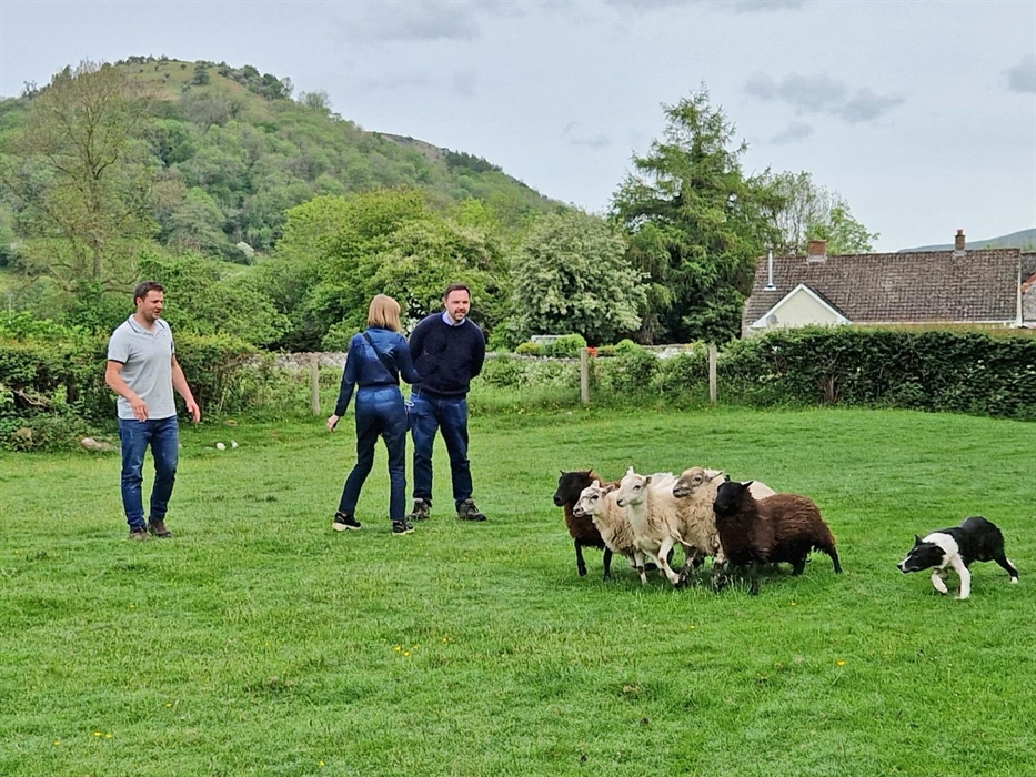 Enjoy a sheep dog demonstration on a working farm in the brecon beacons in Wales