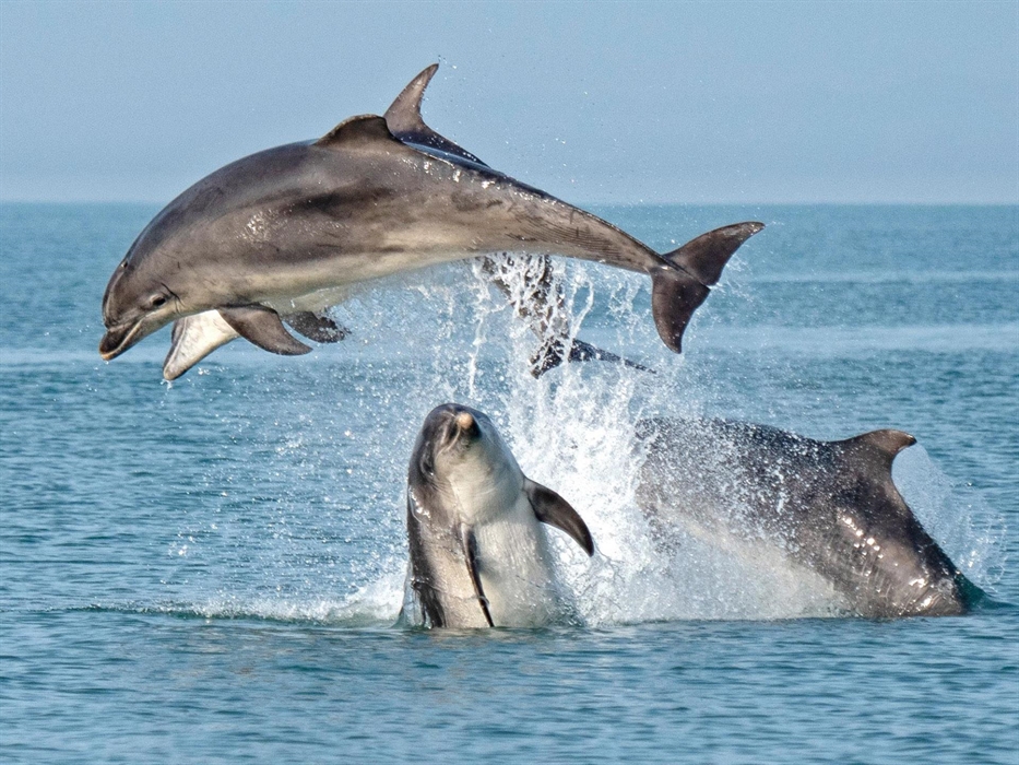 Dolphin Spotting Boat Trips