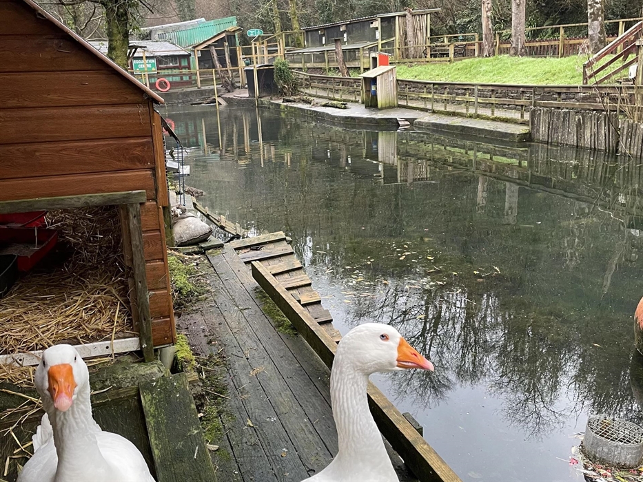 Our Geese enjoying our pond