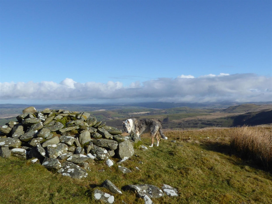 A dog on top of mountain on a dog walk walk from Y Granar with a view of the Cambrian Mountains.