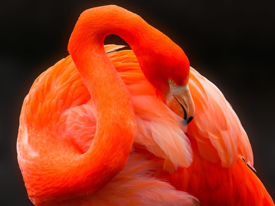 A coral-pink preening adult Caribbean flamingo with its head by its wing.