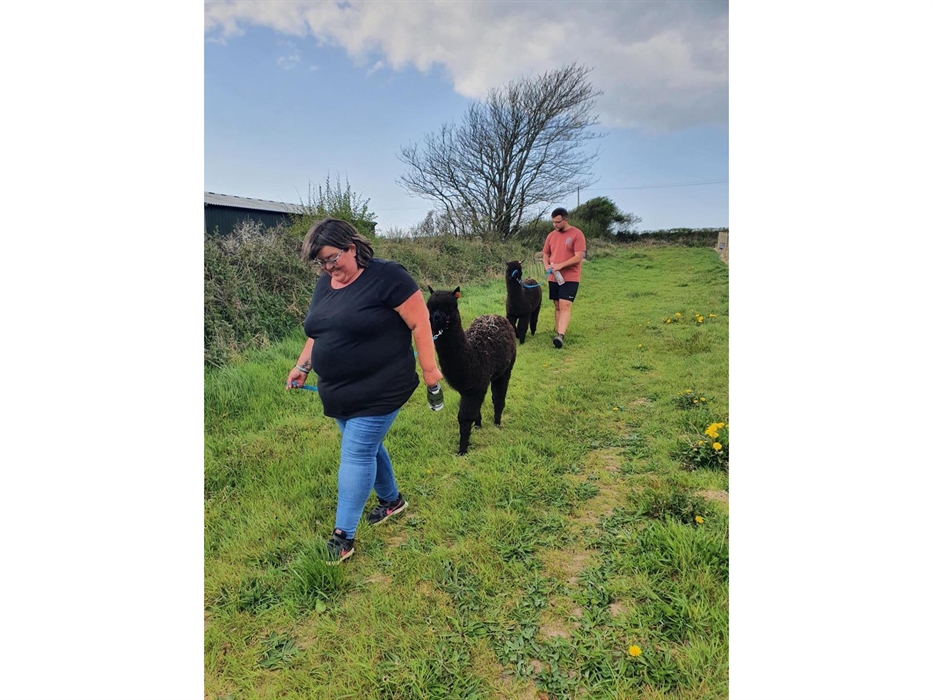 Alpaca Walking at Sweet Home Alpaca