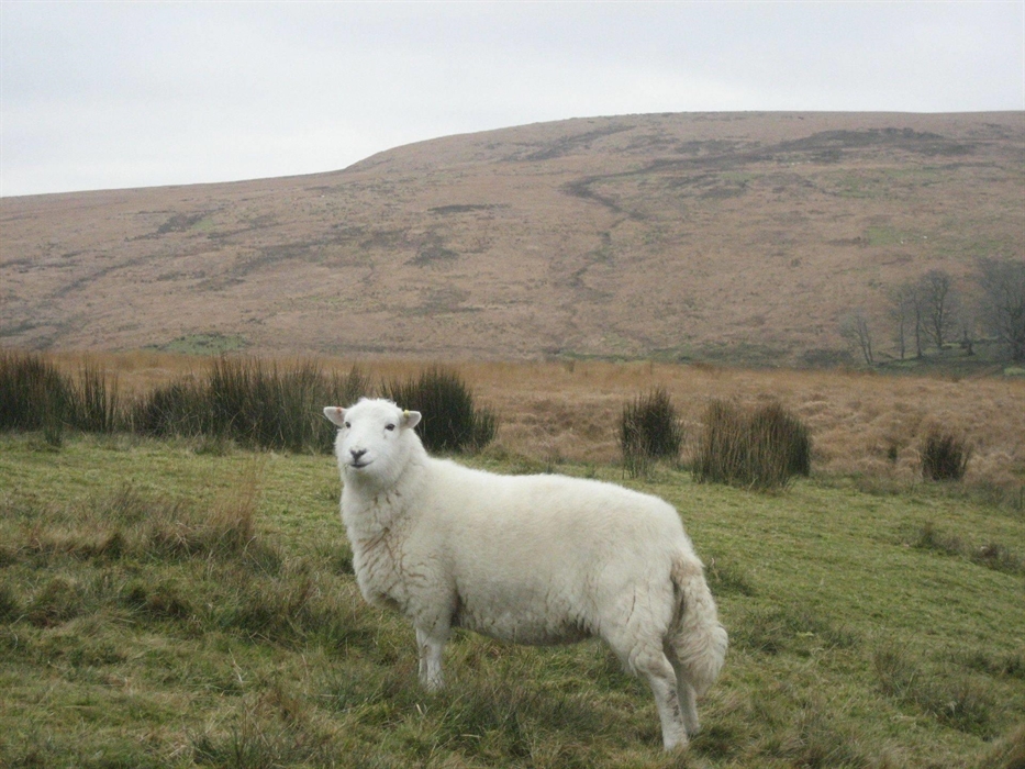Proud Welsh Mountain Sheep, whos fleece served many generations so well providing yarn for Knitting Weaving and for the stuffing of Quilts. You will s