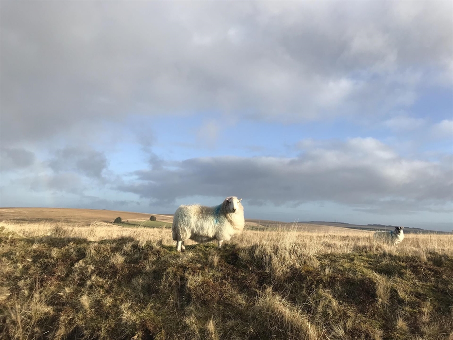 The Mountain Sheep 5 mins away!