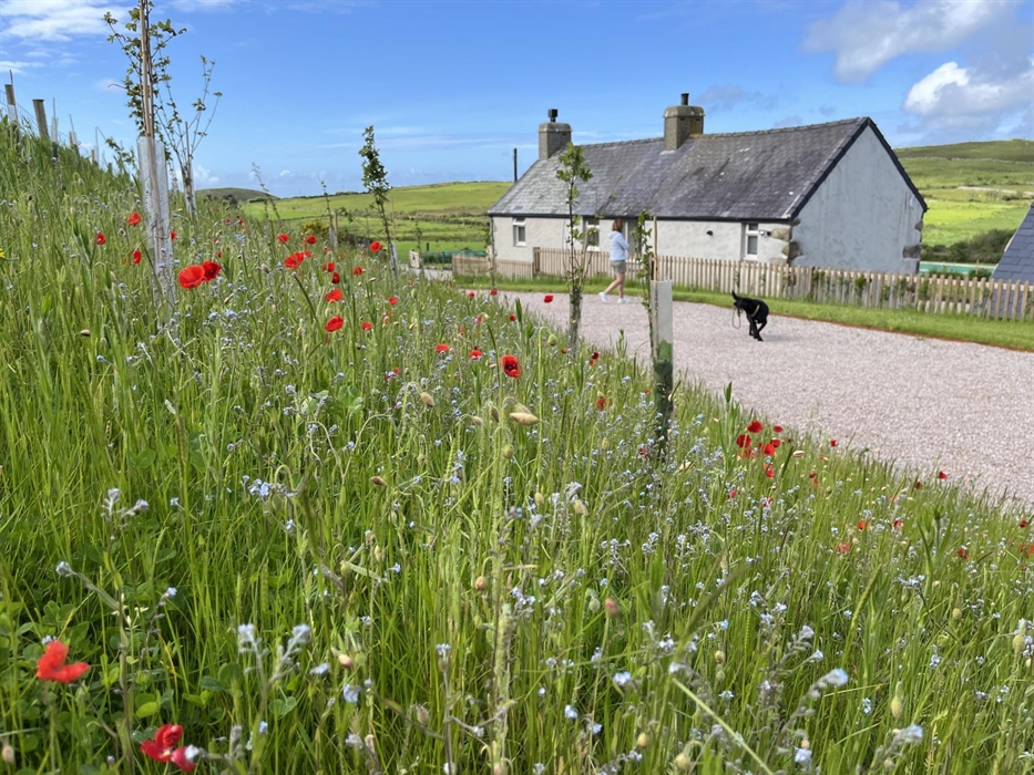 Pennant Igyn has private gardens, here is our wild flower meadow at the back of the cottage