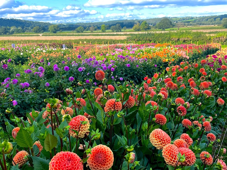 Flower_Field_Wales