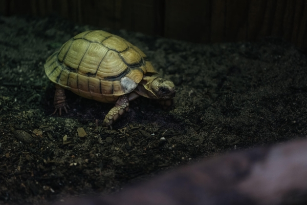 A small and critically endangered Egyptian Tortoise walking on a bed of soil at Plantasia Tropical Zoo