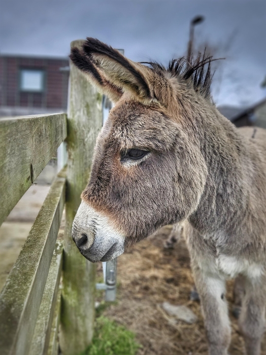 Meet our many friendly animals