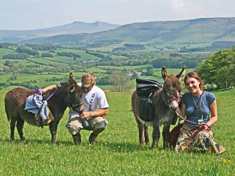 walking with mini donkeys near pen y fan