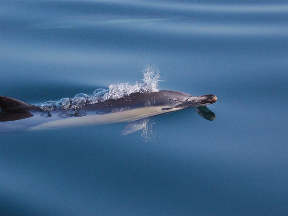 Common dolphin seen on one of our trips.