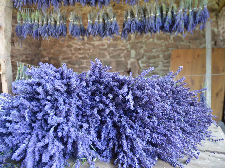 Lavender harvest