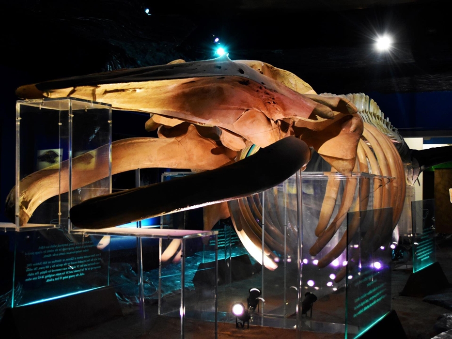 Whale skeleton