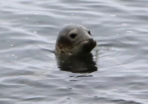 Skomer Seal