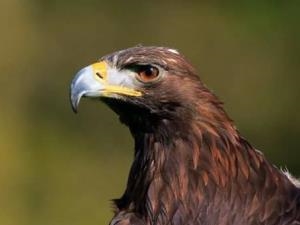 Falconry Experience Wales