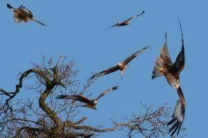 Redkites in our area