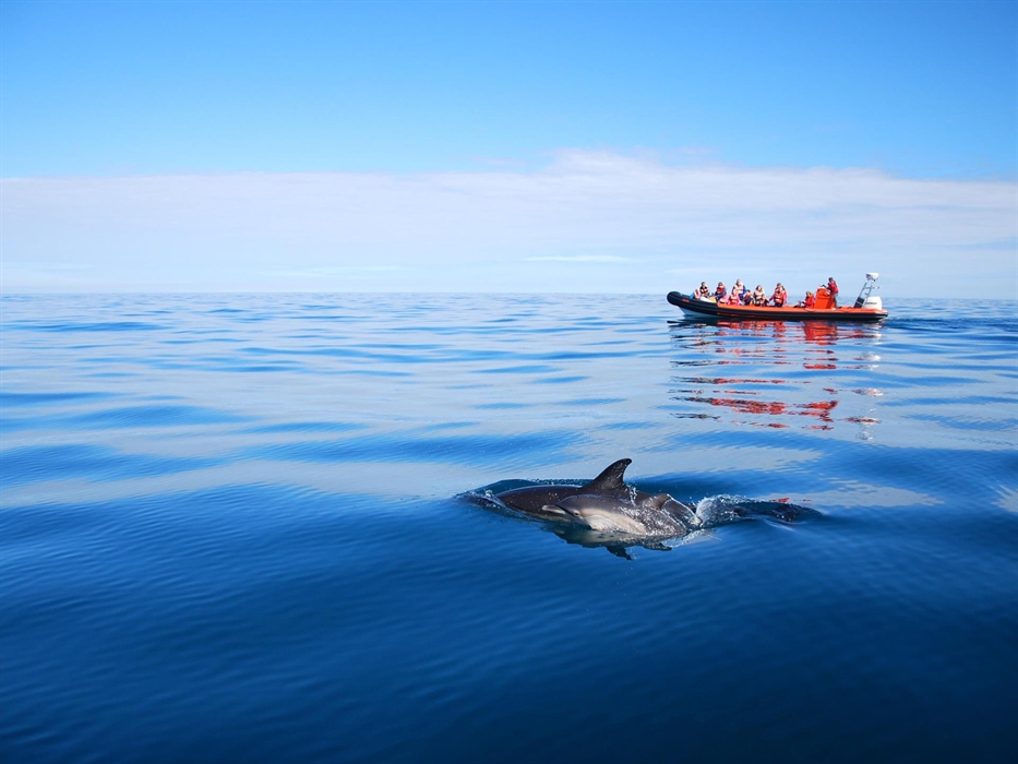 Offshore Voyage, common dolphins.