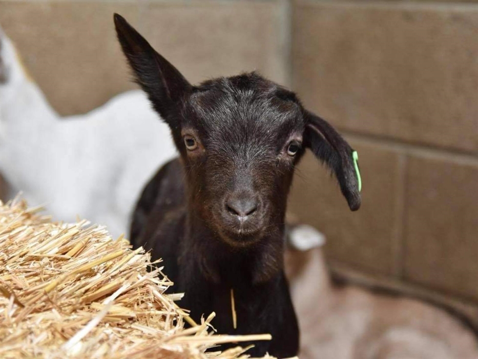 A dark brown goat kid called Snap looking intently at the camera. One ear is up and one ear is down.
