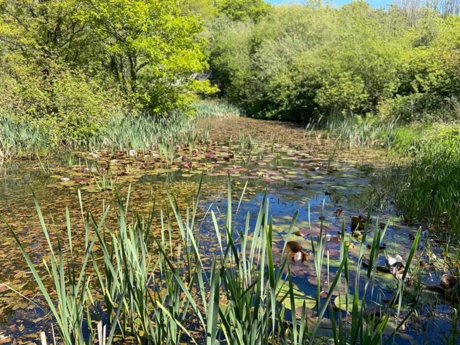 A pond surrounded by trees and covered in water lillys and reeds.