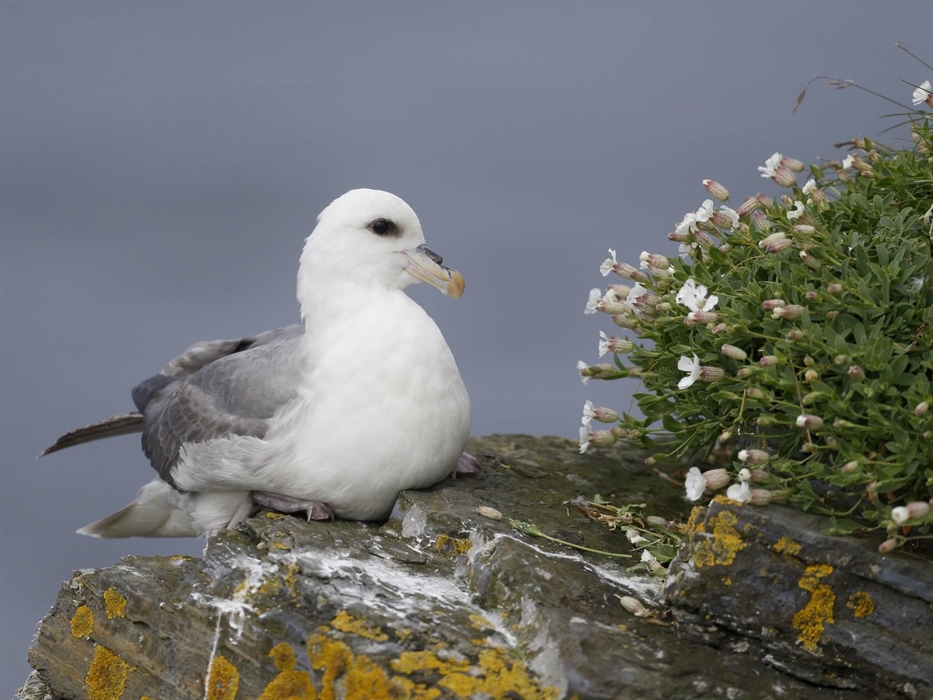 Fulmar