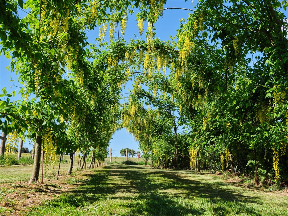 Laburnum arch in the garden