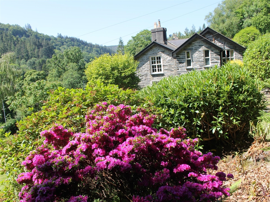 The Azalia garden in the woodland looking towards Coedfa Bach