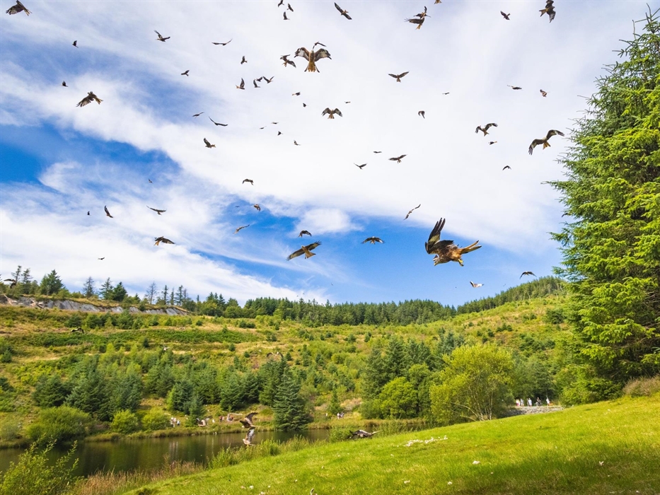 Red kite feeding at Bwlch Nant yr Arian