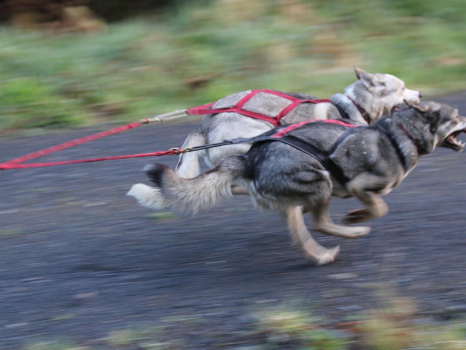 Super Sleddogs