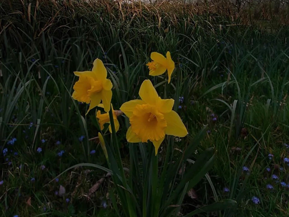 daff