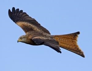 Gigrin Red Kite Feeding Centre