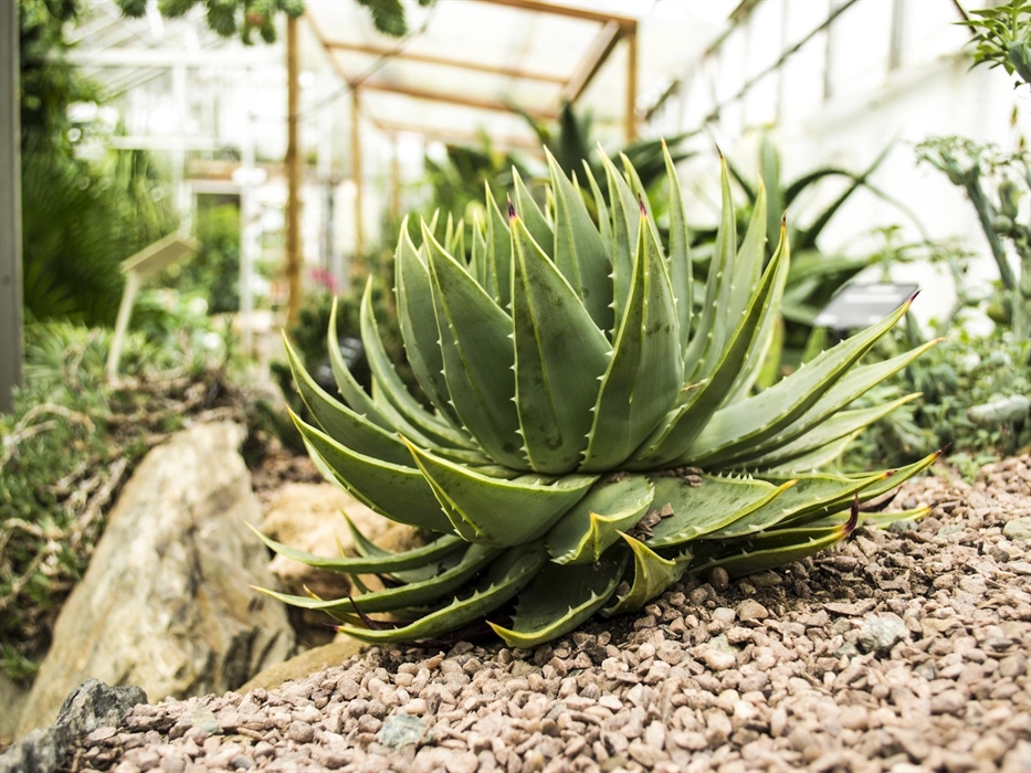 Treborth Botanic Garden