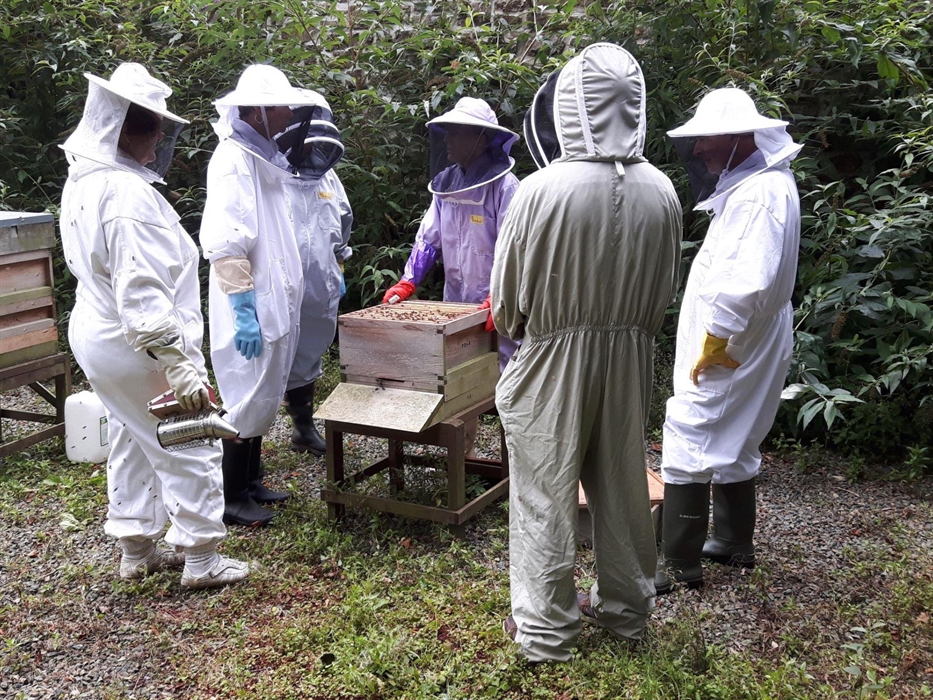 Beekeepers inspecting the hives at Scolton Manor