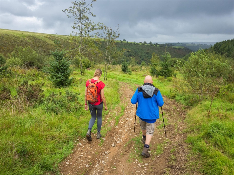 Walking from Tower, Brechfa Forest