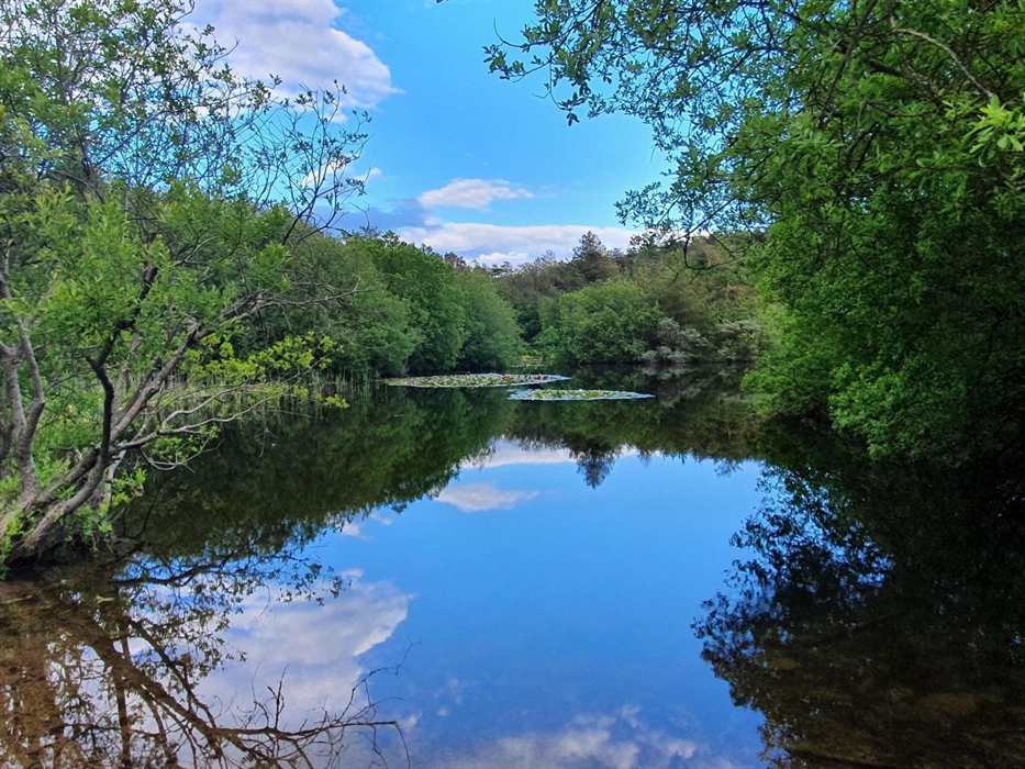 Pond at Pembrey Country Park