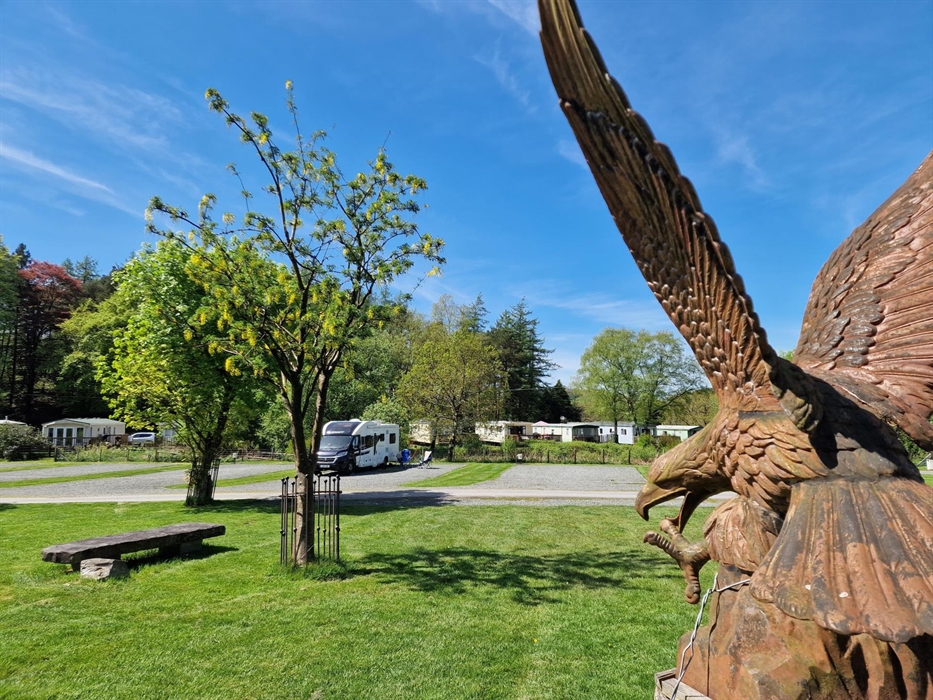 Eagle overlooking the hardstanding pitches