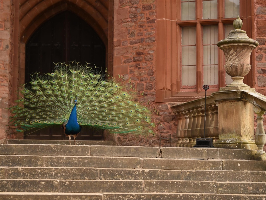A male blue peacock standing proudly at the top of the stone steps to the castle with his green tail feathers on show