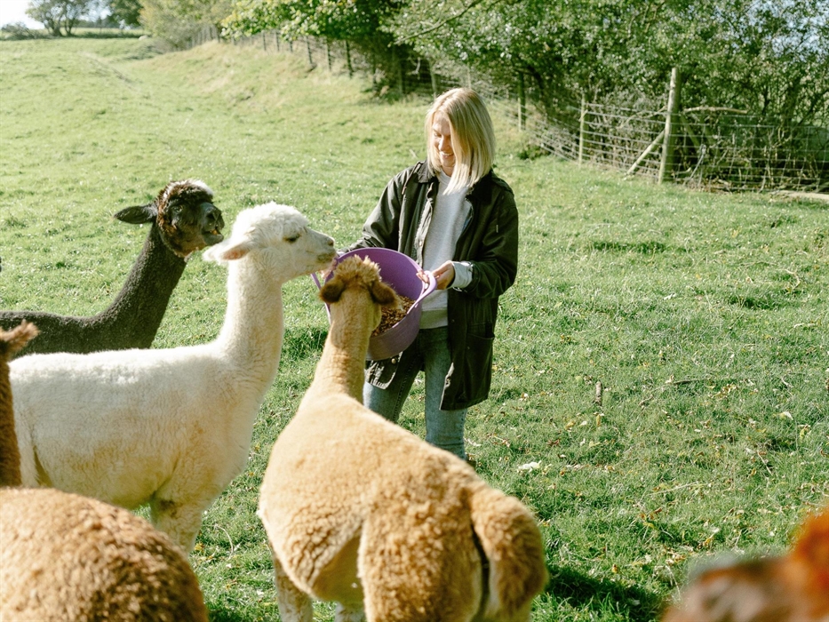 The farm’s alpacas