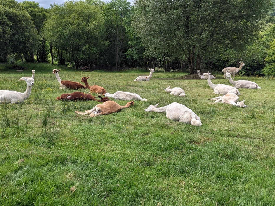 If there is one thing alpacas love it's a sunny day!!!